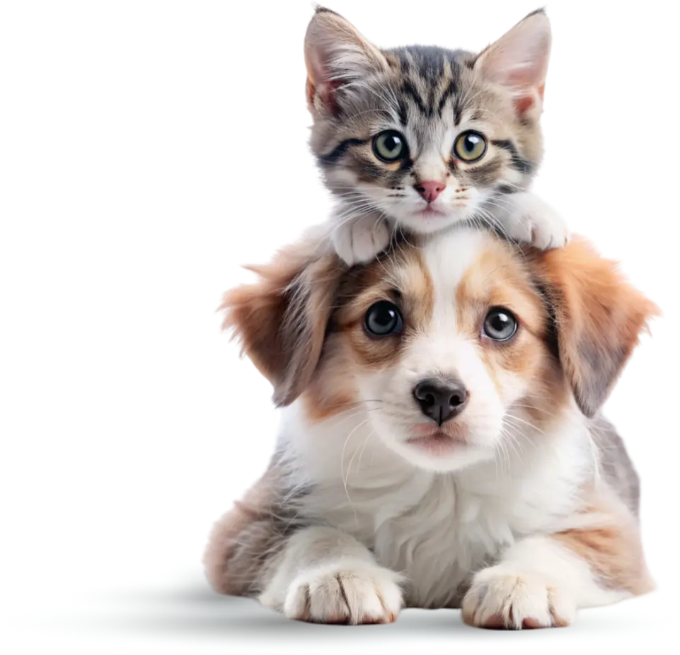 miau