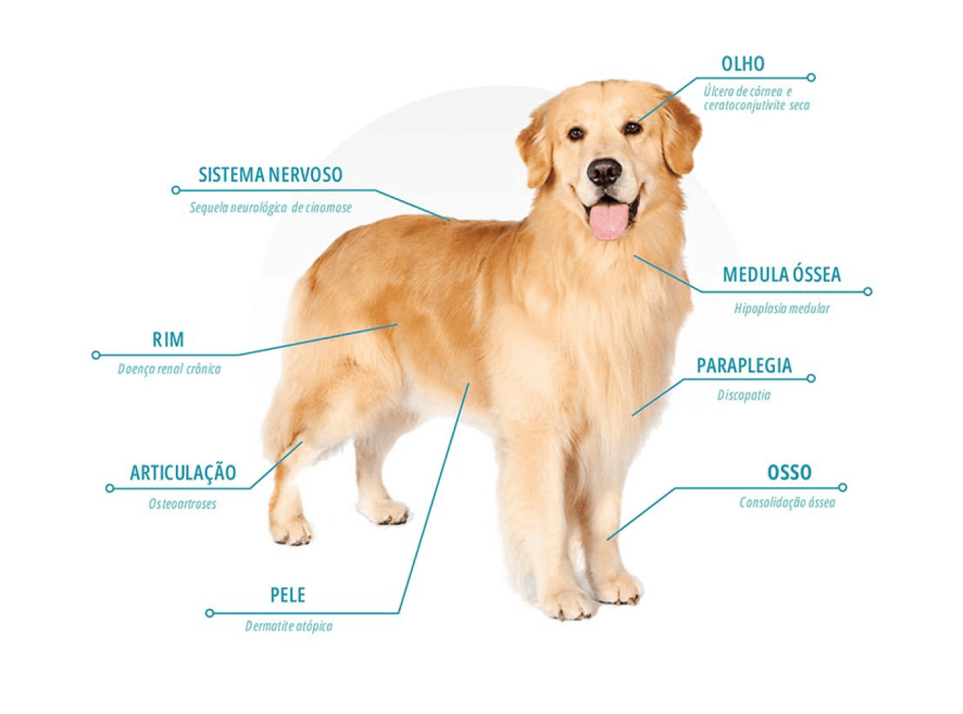 celula-tronco-dog
